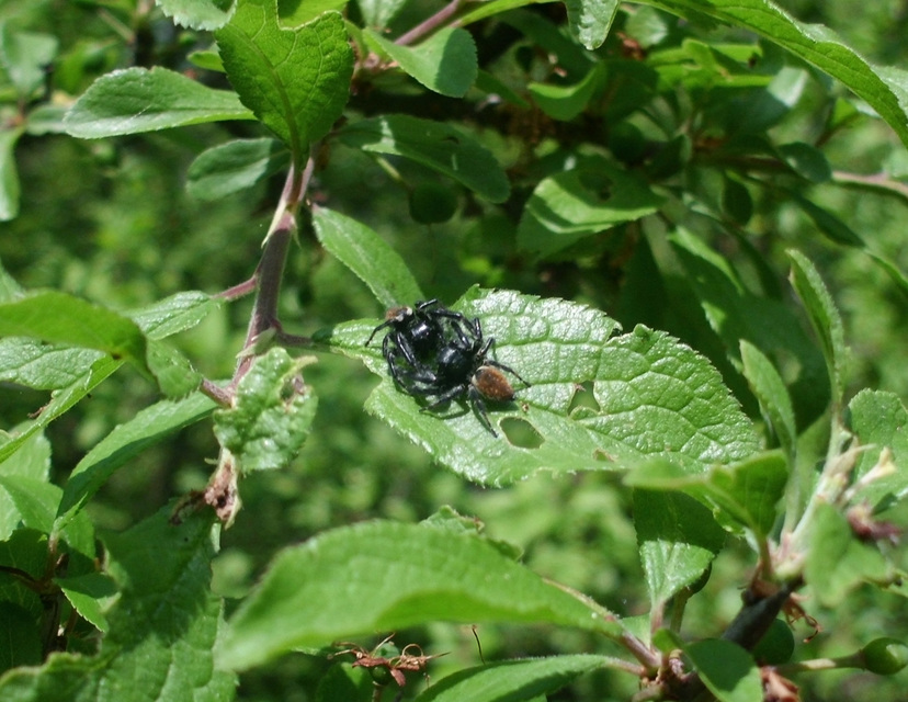 Carrhotus xanthogramma - rozsdás ugrópók