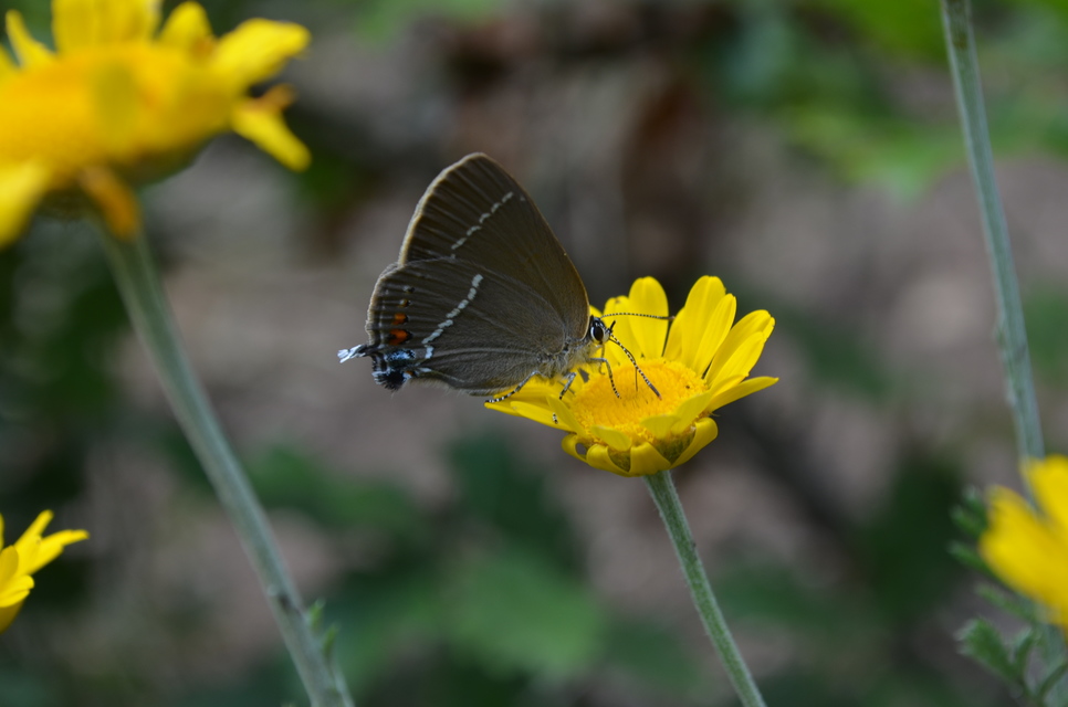 Satyrium spini - kökény-csücsköslepke