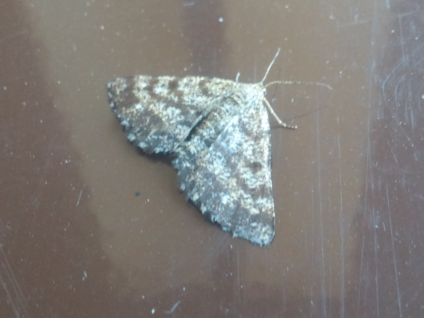 Ematurga atomaria - barna rétiaraszoló