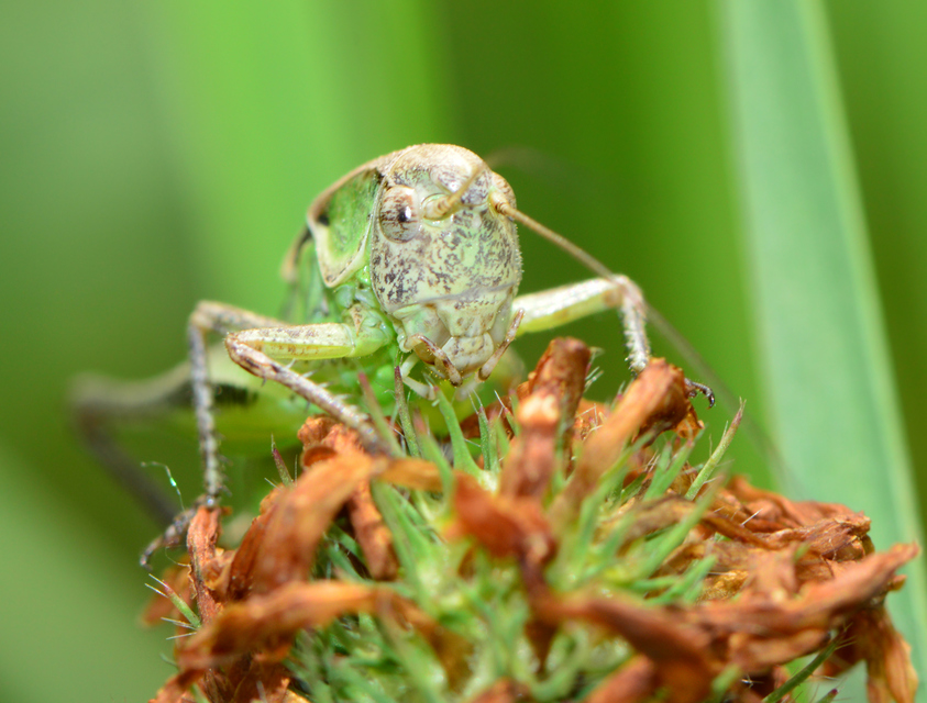 Platycleis