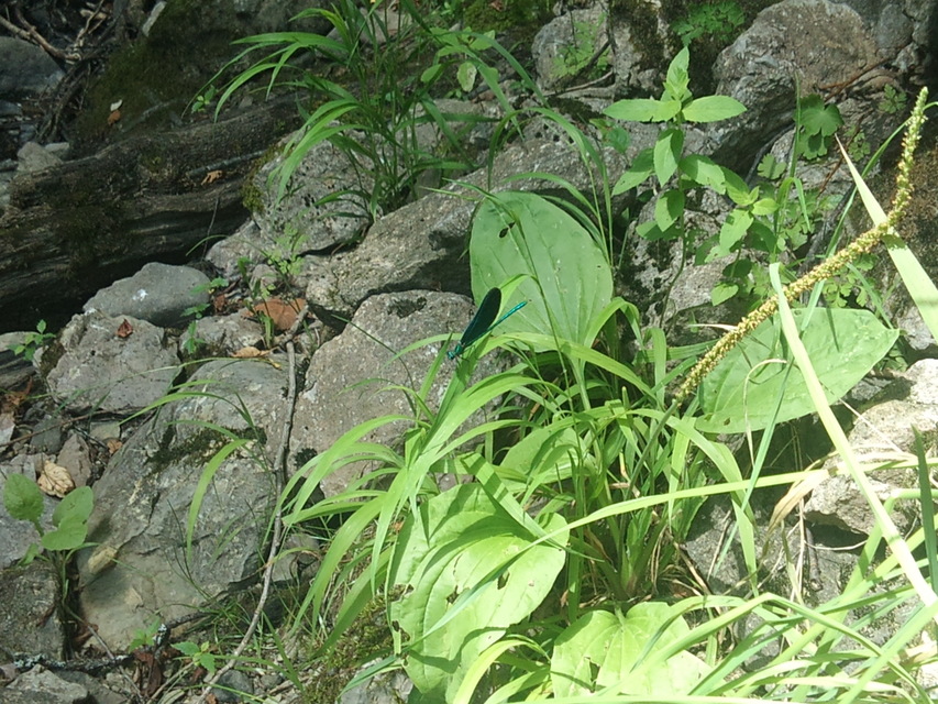 Calopteryx virgo - kisasszony-szitakötő