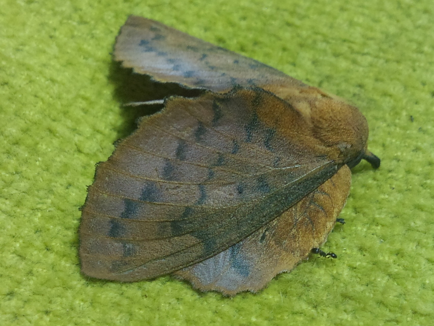 Gastropacha quercifolia - tölgylevélpohók
