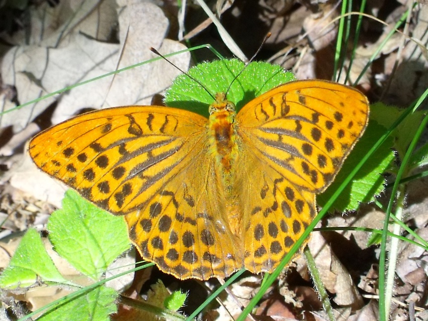 Argynnis paphia - nagy gyöngyházlepke