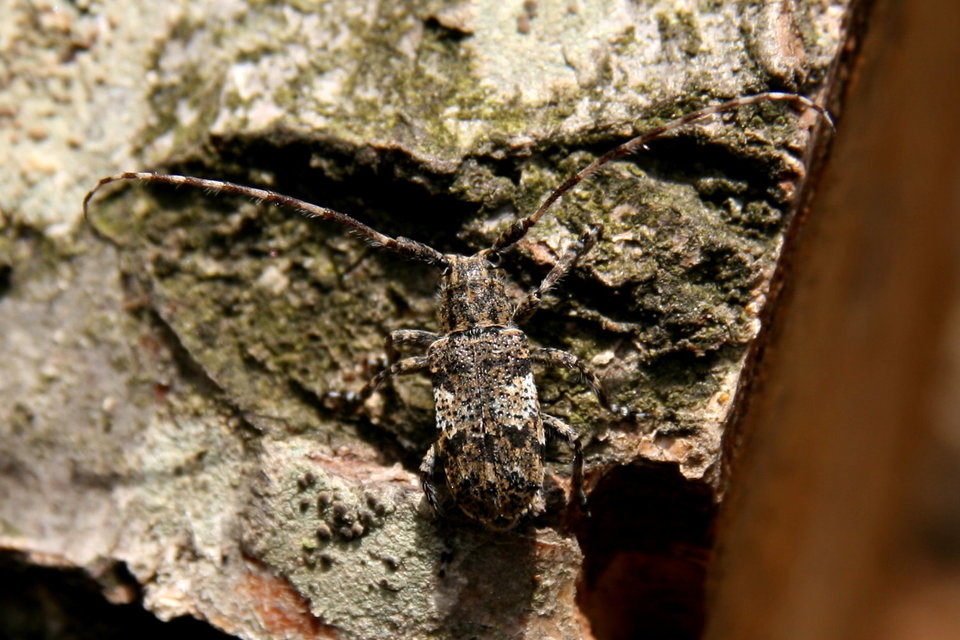 Mesosa nebulosa - ködfoltos cincér