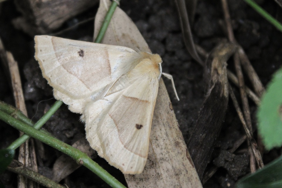 Crocallis elinguaria - sárga sávosaraszoló