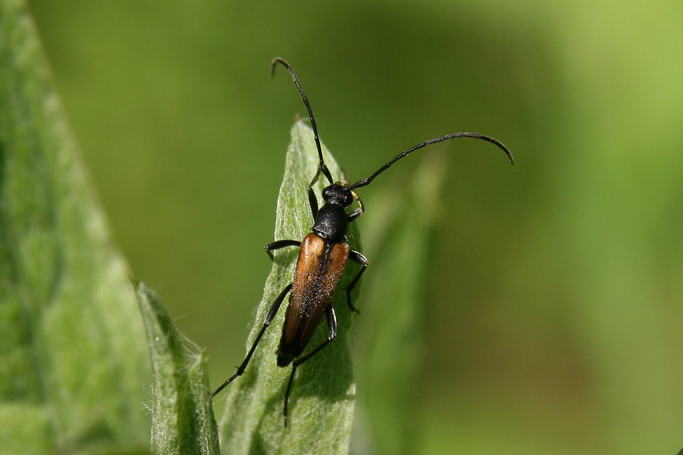 Stenurella melanura - feketevégű karcsúcincér