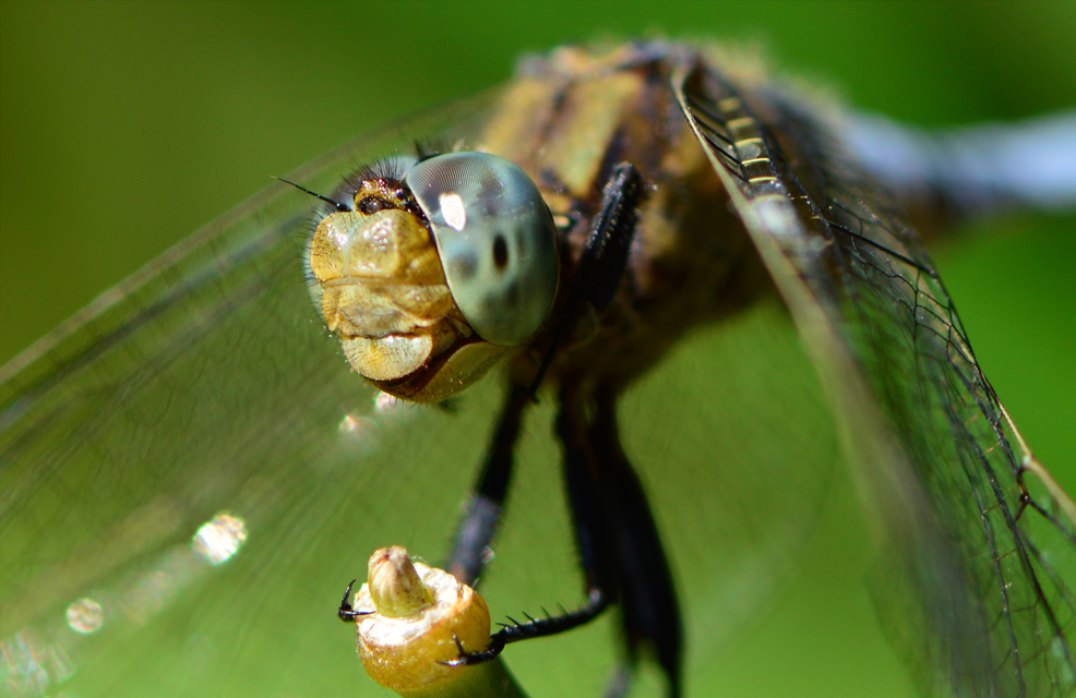 Orthetrum coerulescens - karcsú pásztorszitakötő