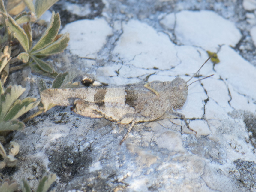 Oedipoda caerulescens - kékszárnyú sáska