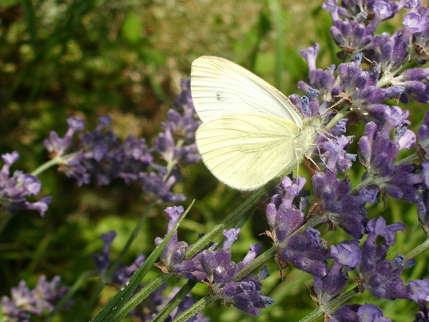Pieris rapae - répalepke