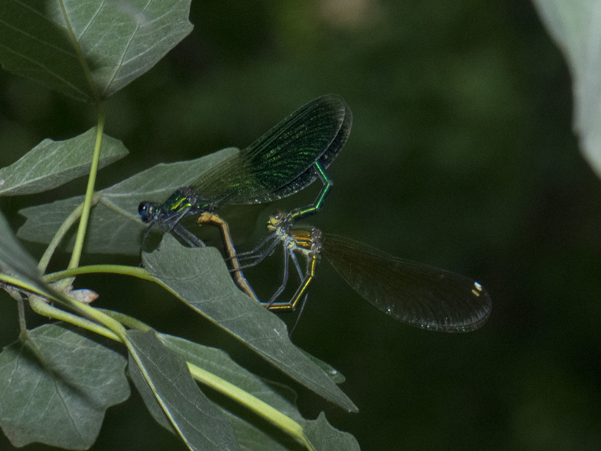 Calopteryx splendens - sávos szitakötő