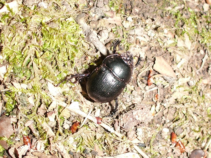 Anoplotrupes stercorosus - erdei álganéjtúró