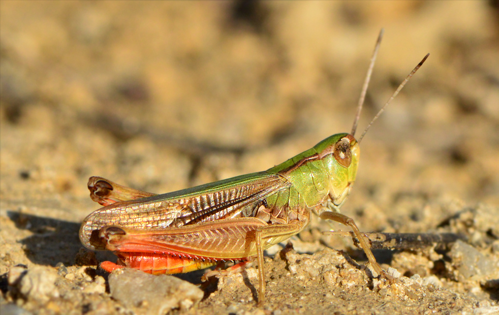 Stenobothrus lineatus - jajgató rétisáska