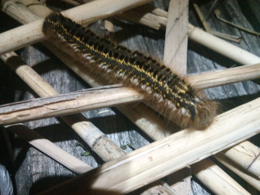 Euthrix potatoria - szomjas pohók