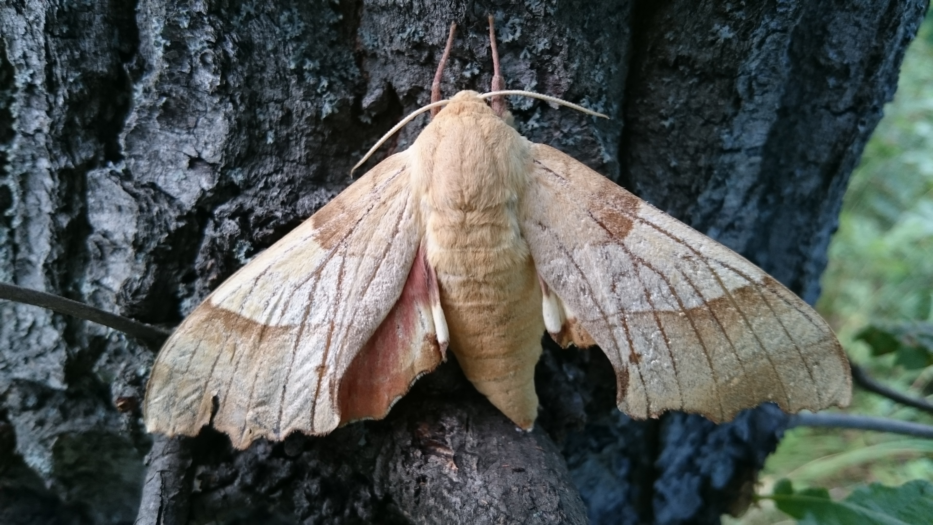 Marumba quercus - tölgyfaszender