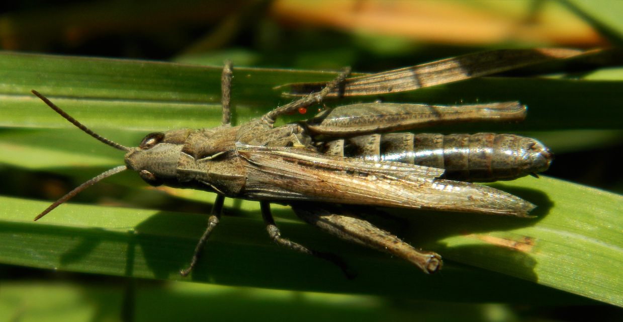 Chorthippus (Glyptobothrus) (subgenus)