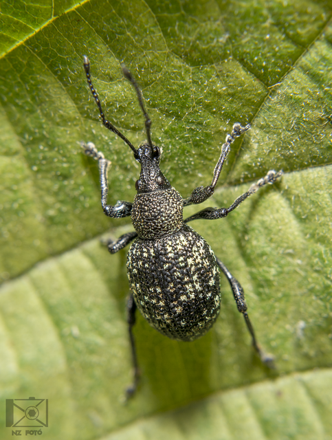Otiorhynchus opulentus - ékszer-gyalogormányos