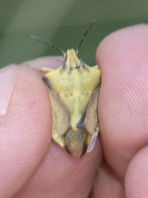 Carpocoris Carpocoris