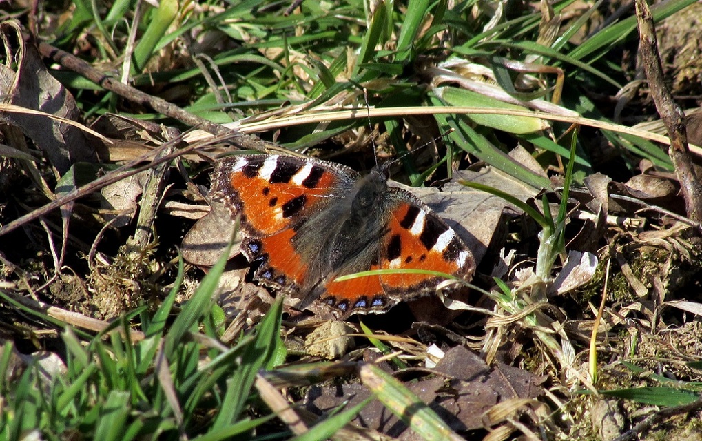 Nymphalis urticae - kis rókalepke