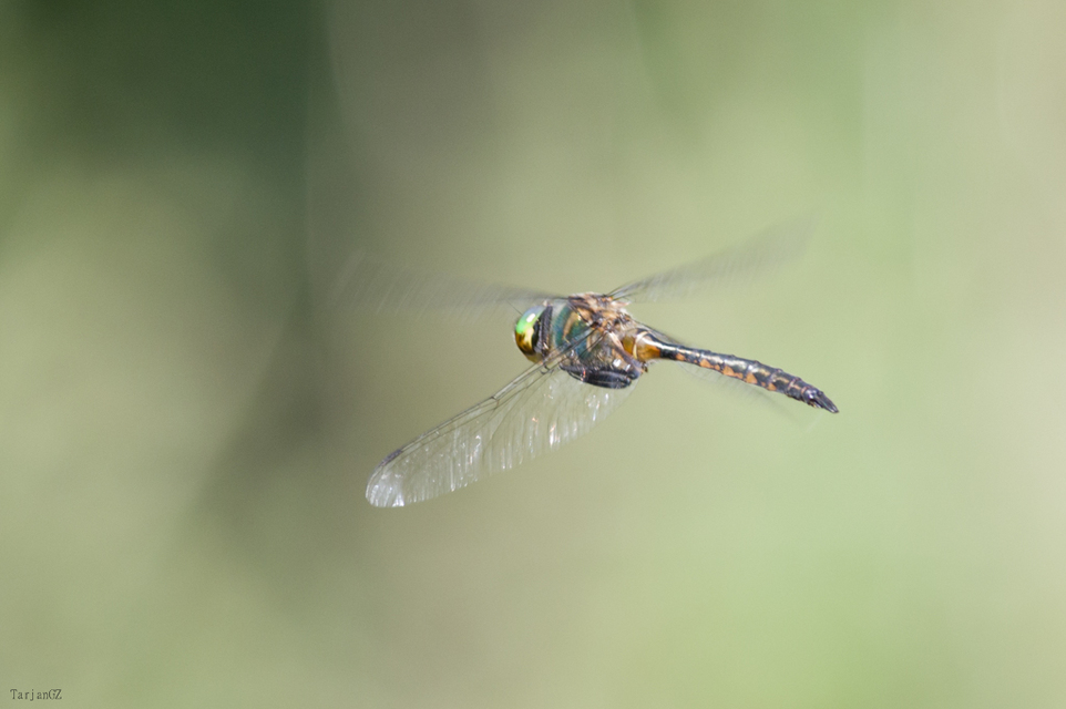 Somatochlora flavomaculata - sárgafoltos smaragdszitakötő