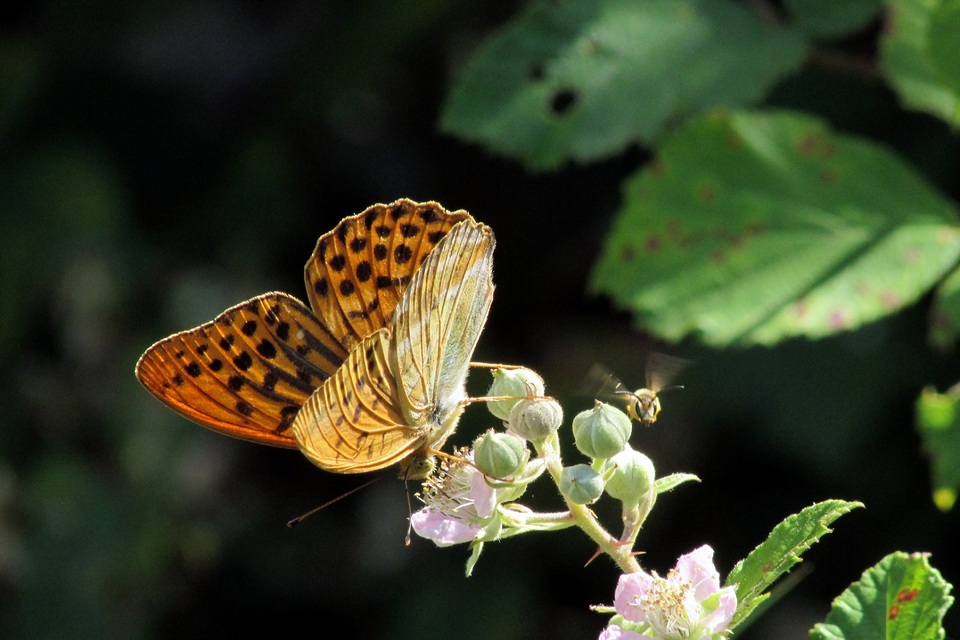 Argynnis paphia - nagy gyöngyházlepke