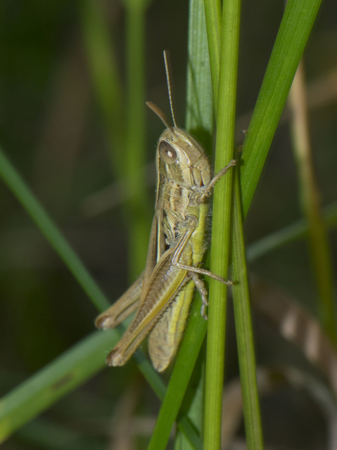 Euchorthippus declivus - rövidszárnyú rétisáska