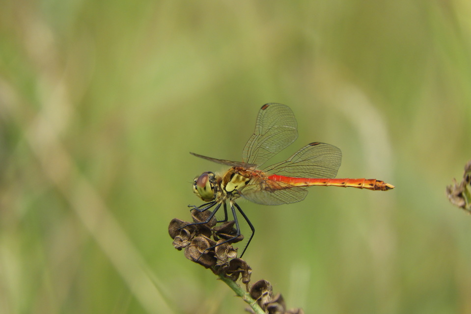 Sympetrum depressiusculum - ékfoltos katona-szitakötő