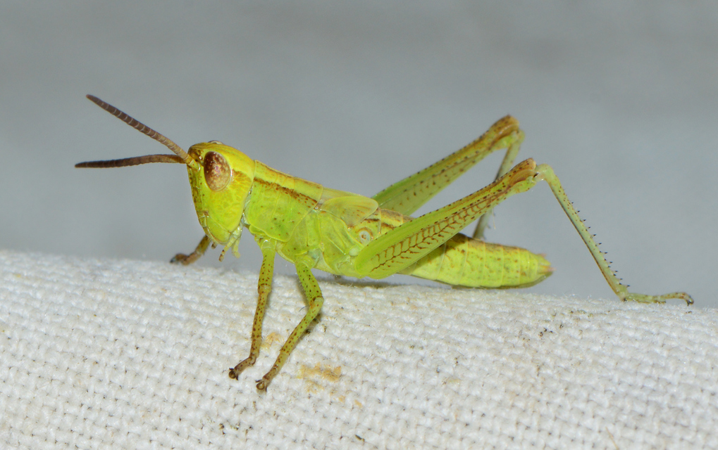 Mecostethus parapleurus - hagymazöld sáska