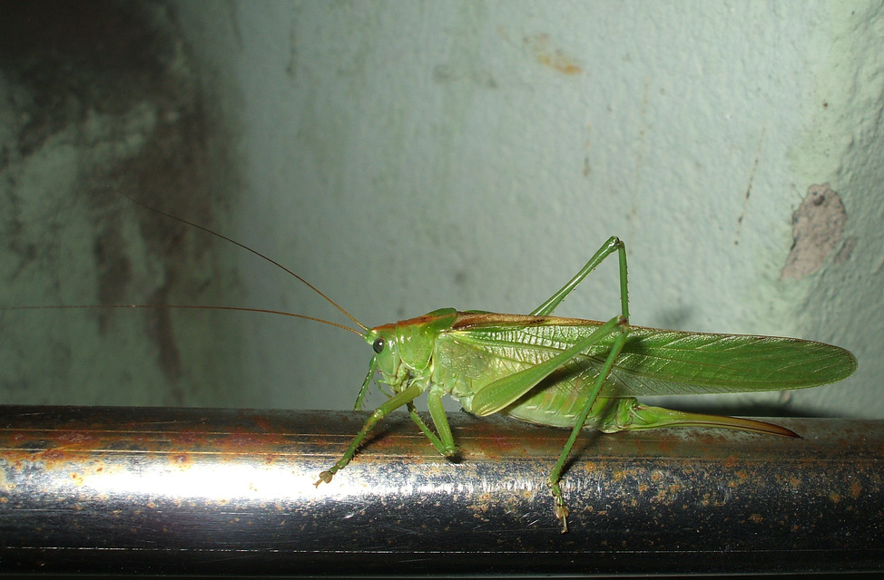 Tettigonia viridissima - zöld lombszöcske