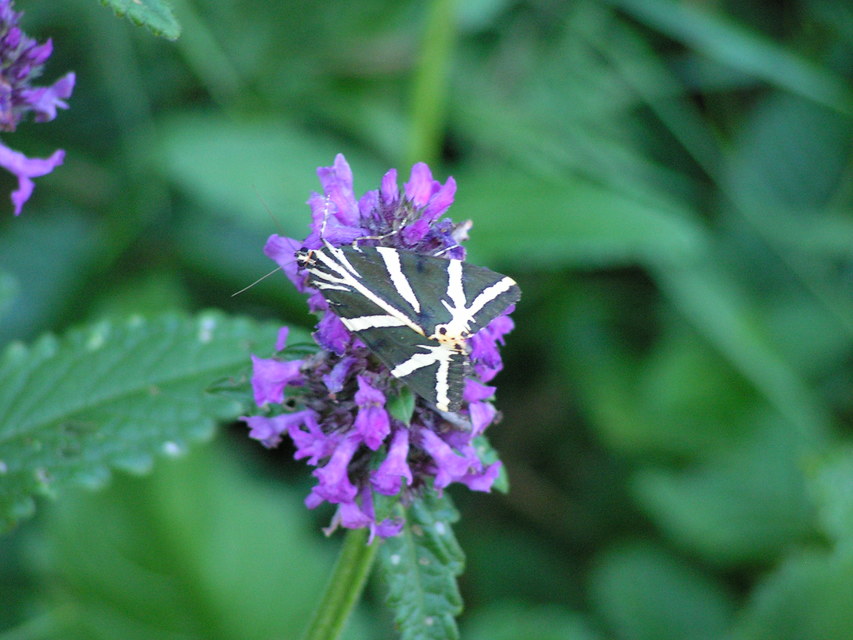 Euplagia quadripunctaria - csíkos medvelepke