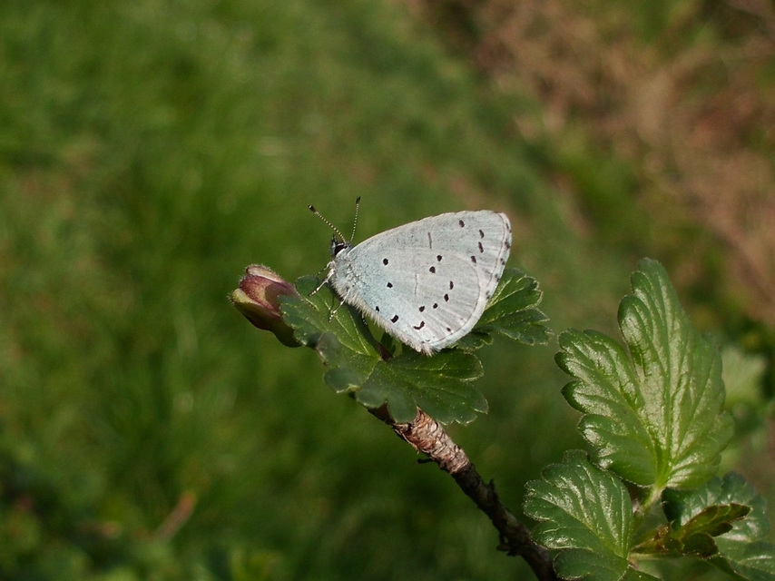 Celastrina argiolus - bengeboglárka