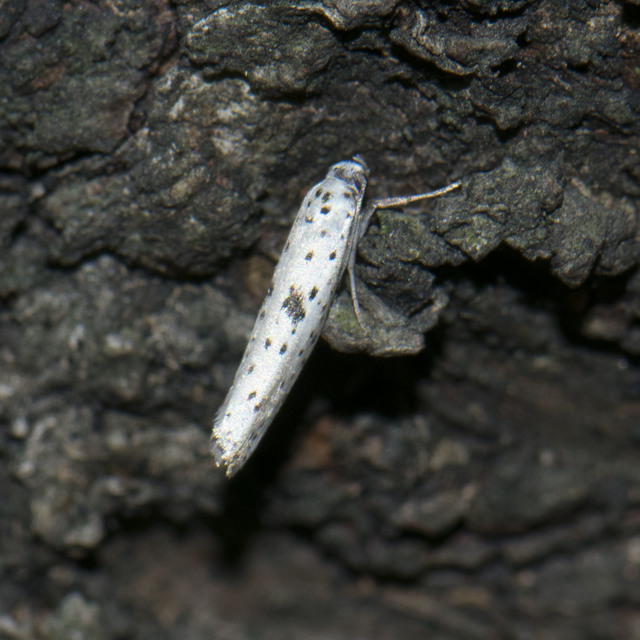Yponomeuta plumbella - pókhálós bengemoly