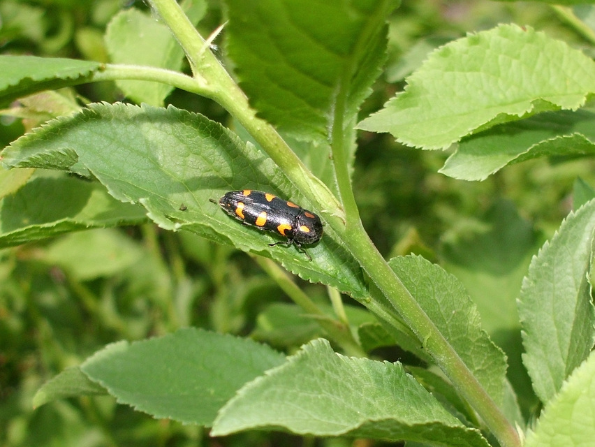 Ptosima undecimmaculata - sárgafoltos díszbogár