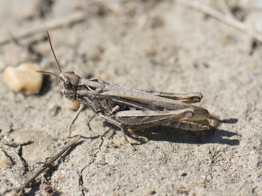Chorthippus (Glyptobothrus) (subgenus)