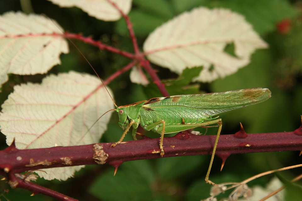 Tettigonia viridissima - zöld lombszöcske