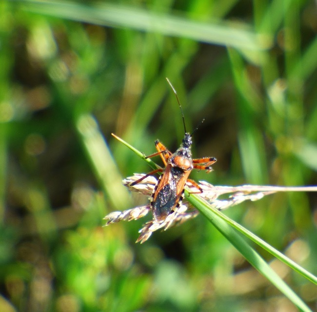 Rhynocoris iracundus - közönséges gyilkospoloska