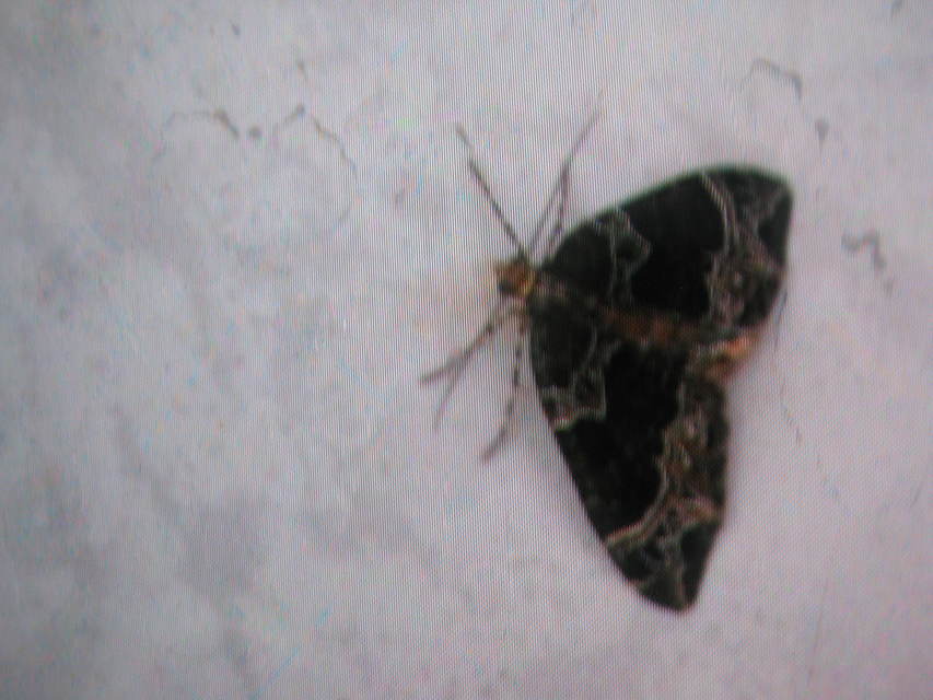 Ecliptopera silaceata - barna tarkaaraszoló