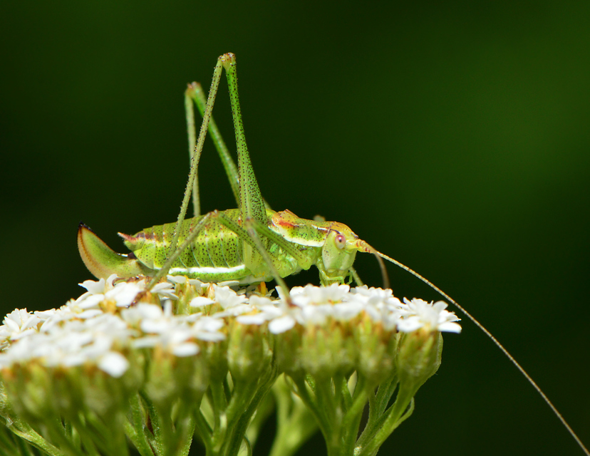 Leptophyes albovittata - közönséges virágszöcske