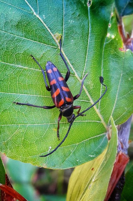 Leptura aurulenta - sárgaszőrű szalagoscincér