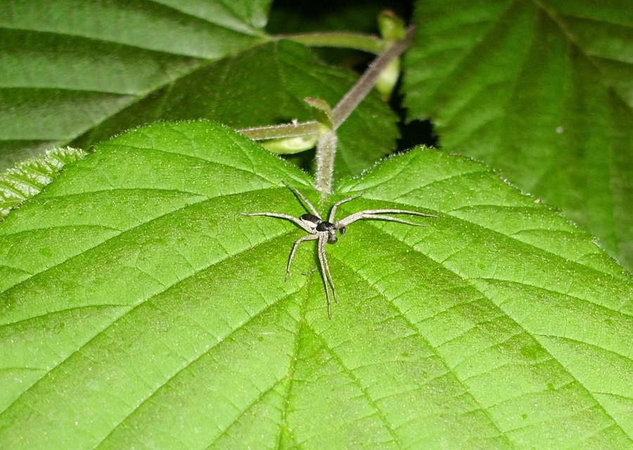 Philodromus dispar - lomb karolópók