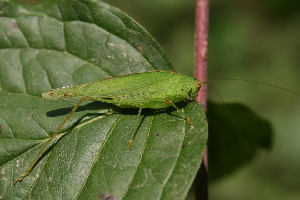 Phaneroptera nana - pontozott repülőszöcske