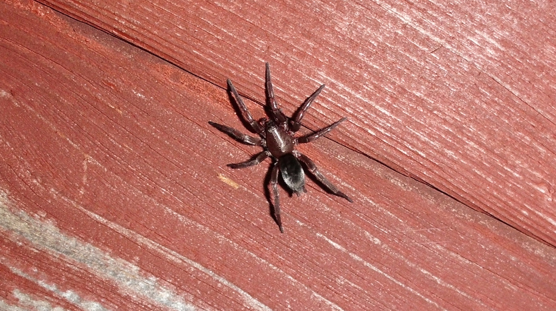 Gnaphosidae - kövipókok