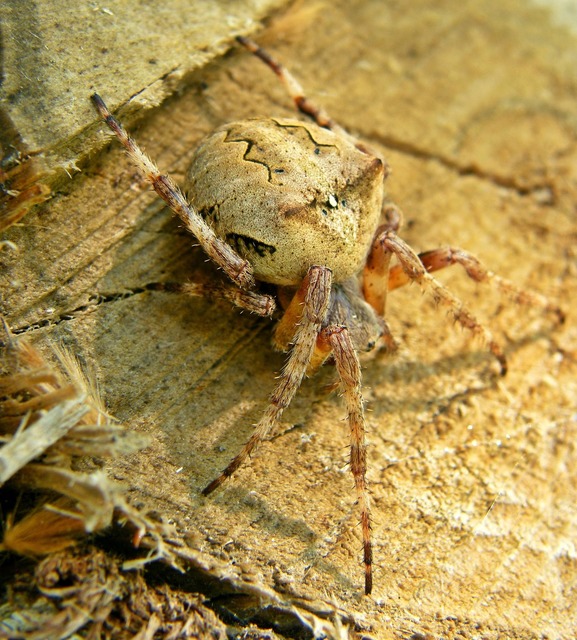 Araneus angulatus - vállas keresztespók