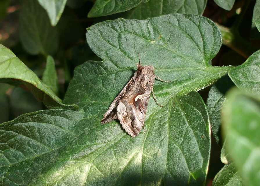 Autographa gamma - gammalepke
