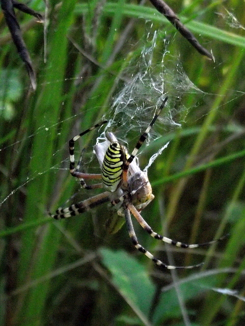 Argiope bruennichi - darázspók