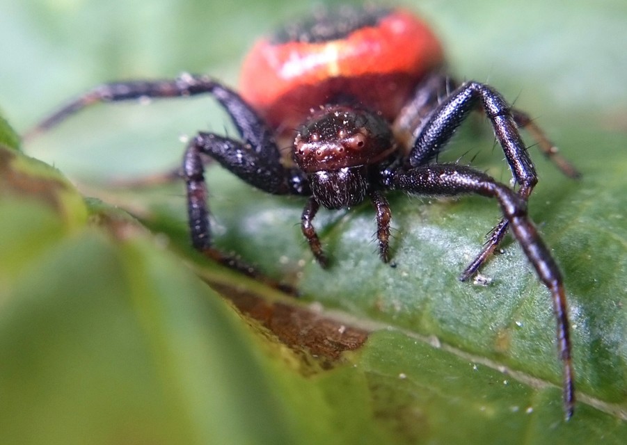 Synema globosum - fekete-sárga karolópók