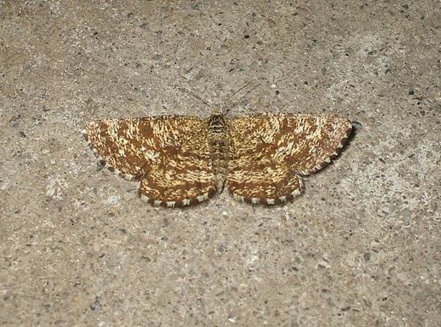 Ematurga atomaria - barna rétiaraszoló