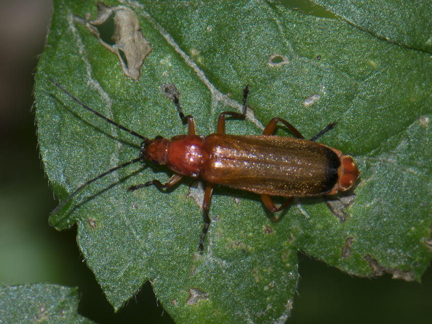 Rhagonycha fulva - feketevégű lágybogár