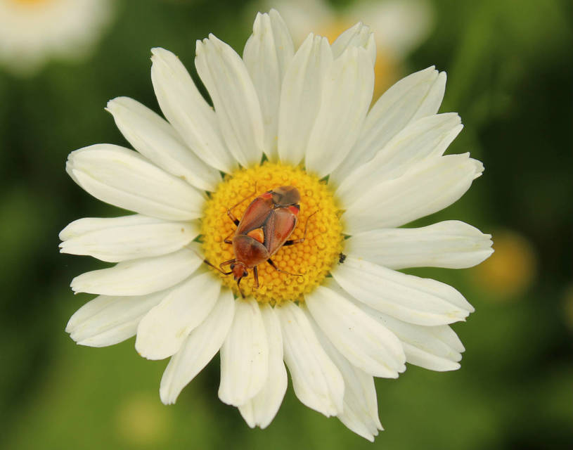 Deraeocoris ruber - vöröses mezeipoloska