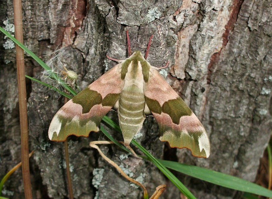 Mimas tiliae - hársfaszender