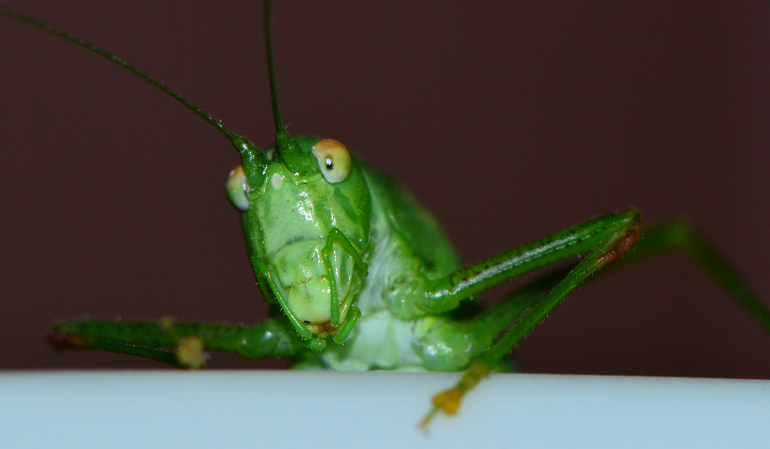 Phaneroptera nana - pontozott repülőszöcske